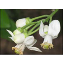 Bộ nhụy dính hoàn toàn