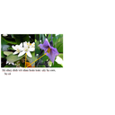Bộ nhụy dính hoàn toàn
