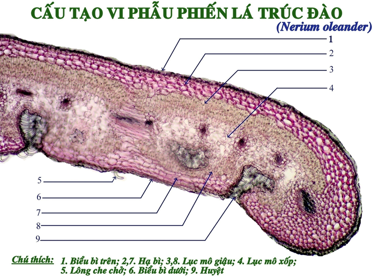 Lá Trúc đào