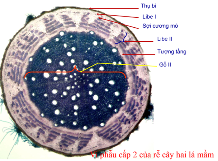 chu thich