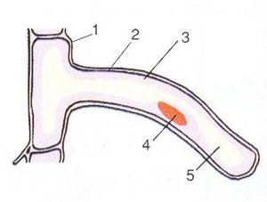 long hút