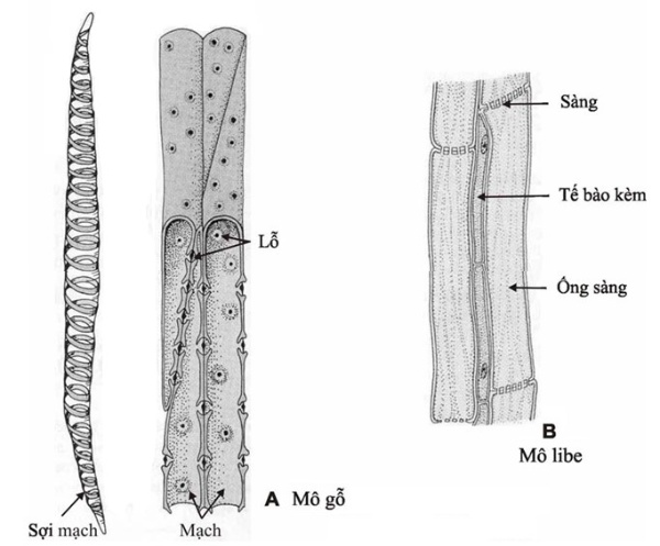 Mô gỗ