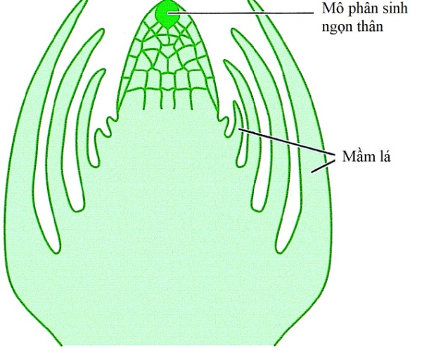 mô phân sinh ngọn