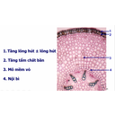 CẤU TẠO SƠ CẤP RỄ